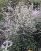 Artemisia kitadakensis Guizhou