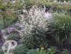 Artemisia lactiflora Guizhou