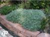 Artemisia schmidtiana nana