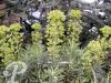 Euphorbia chariacas Humpty Dumpty