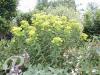 Euphorbia schilingii Goldener Turm