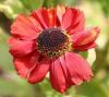 Helenium Red Army