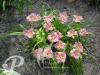 Hemerocallis Romantic Rose