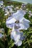 Iris Germanica Blue Saphir