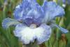 Iris Germanica Frothingslosch
