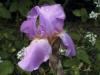 Iris Germanica Lovely Again