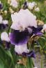 Iris Germanica Snowmount