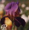 Iris germanica %20Black forest