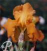 Iris germanica Allaglow