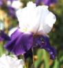 Iris germanica Arpege
