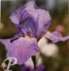 Iris germanica Blue valley