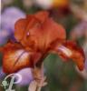 Iris germanica Cayenne capers