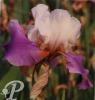 Iris germanica Chapeau