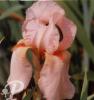Iris germanica Cloud capers