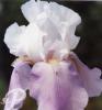 Iris germanica Fantaisie