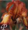 Iris germanica Fire craker