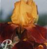 Iris germanica Gai Luron