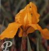 Iris germanica Granada gold