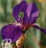 Iris germanica Gypthies