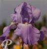 Iris germanica Harbor blue