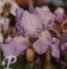 Iris germanica Jane Phillips