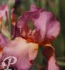 Iris germanica Mary Randall