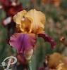 Iris germanica Milestone