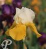 Iris germanica Mystic melody