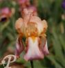 Iris germanica Peach blow