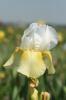 Iris germanica Pinacle