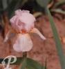 Iris germanica Pink cameo