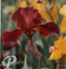 Iris germanica Quechee