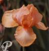Iris germanica Real delight