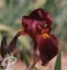 Iris germanica Solide mahogany