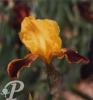 Iris germanica Staten Island