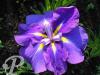Iris kaempferi Geisha hiskiki