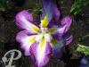 Iris kaempferi Illumination