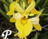 Iris pseudoacorus Variegata