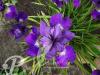 Iris sibirica Teal Velvet
