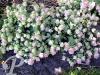Origanum rotundifolium Kent Beauty