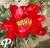 Paeonia hybride Red Rose