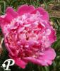 Paeonia hybride Rosedale