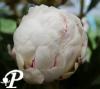 Paeonia lactifolia Boule de Neige
