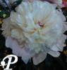 Paeonia lactifolia Charlies White