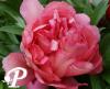 Paeonia lactifolia Julia Rose