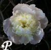 Paeonia lactifolia Liselot