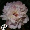Paeonia lactifolia Solange