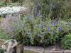 Salvia patens Royal Blue