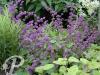 Salvia verticilata Purple Rain
