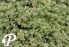 Thymus praecox Hartington Silver